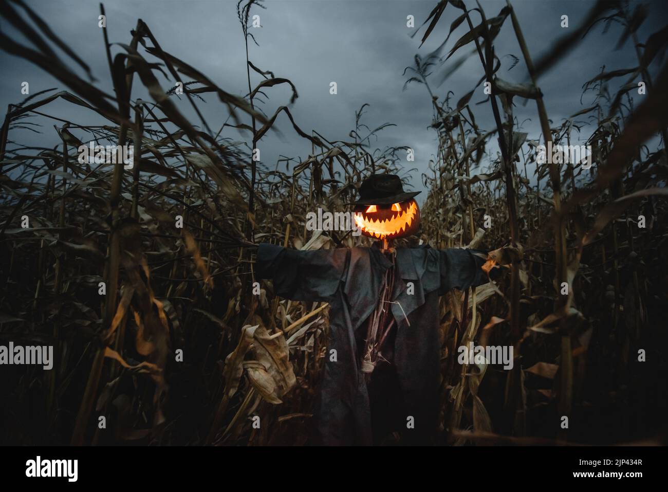 Spaventoso scarecrow con la testa di zucca in un cappello e cappotto sul campo di mais notturno. Concetto di festa di Halloween Spooky. Sfondo Halloweens Foto Stock