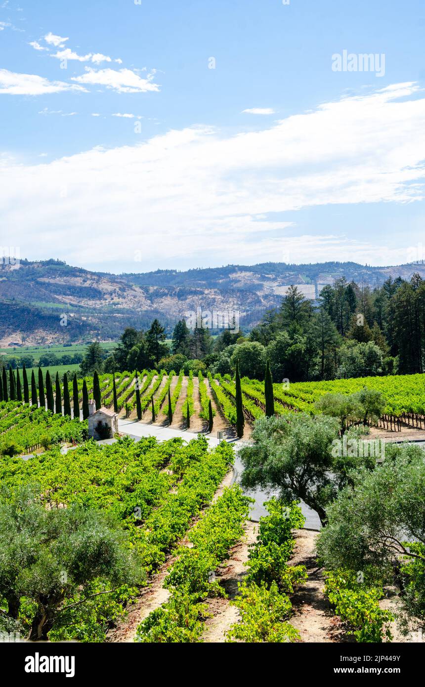 La vista attraverso i campi di viti dalla caste all'azienda vinicola Castello di Amorosa nella Napa Valley in California, USA Foto Stock