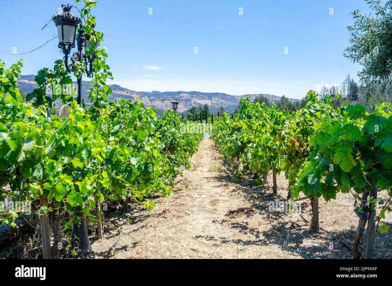 Filari di vitigni che coltivano uva per la vinificazione nella Napa Valley in California, USA Foto Stock