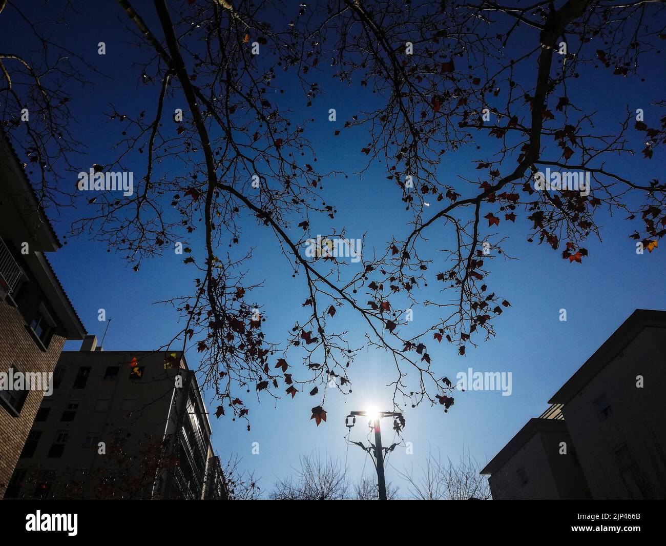 Alberi rami retroilluminati sulla strada, El Masnou Foto Stock