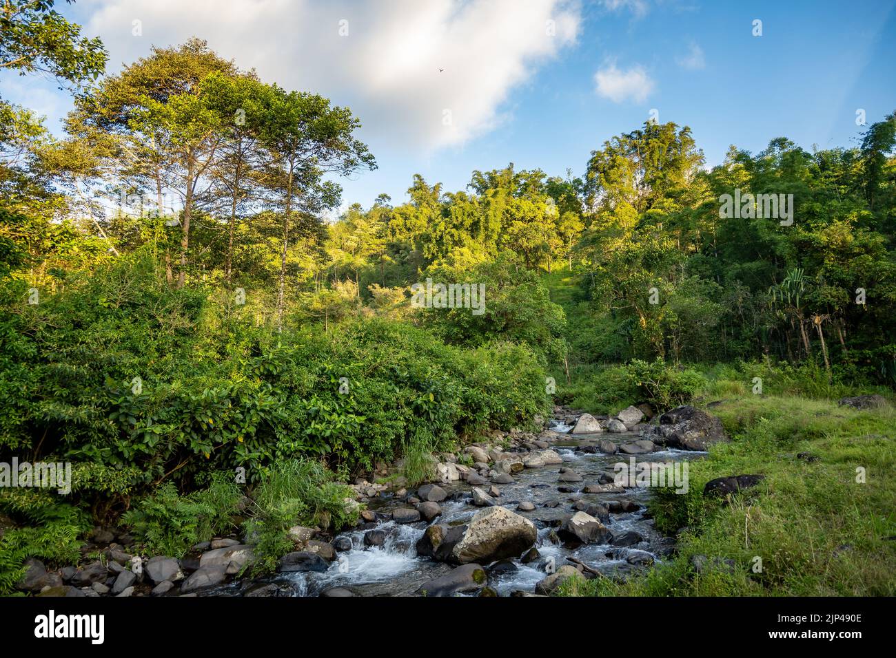 Ruscello di montagna attraverso la foresta verde lussureggiante. Sulawesi, Indonesia. Foto Stock
