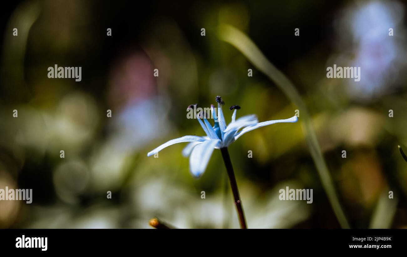 Un caldo closeup di squills alpini che fioriscono nel giardino Foto Stock