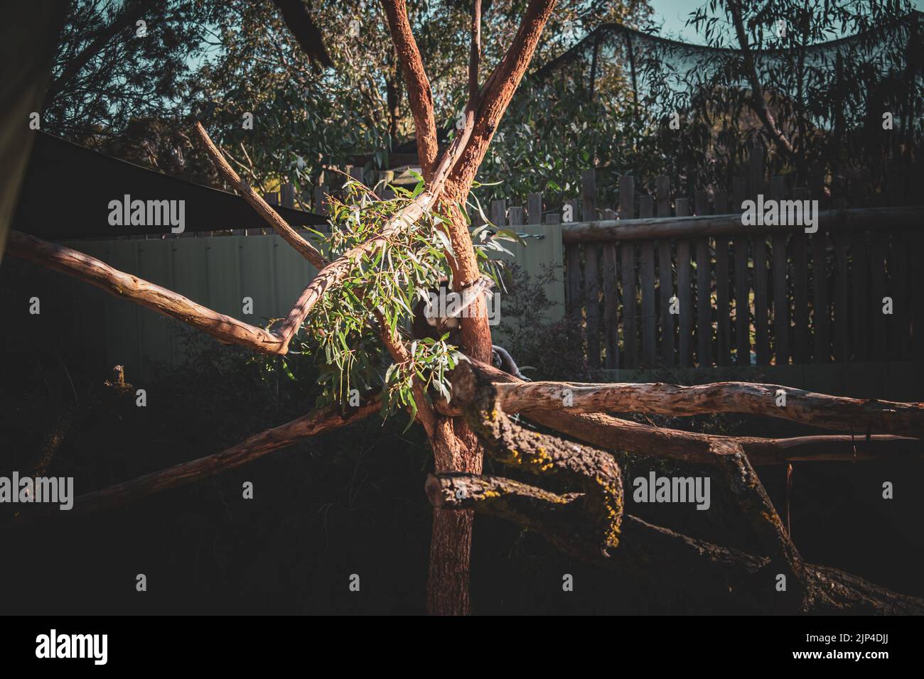 La vita pigra di un koala in una giornata calda Foto Stock