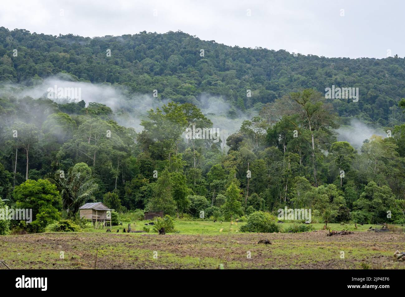 Nuvola sorge sulla foresta in un villaggio. Sulawesi, Indonesia. Foto Stock