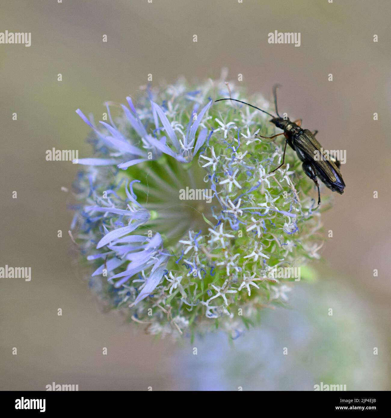 Una macro di una pecora con un coleottero di Oedemera Foto Stock