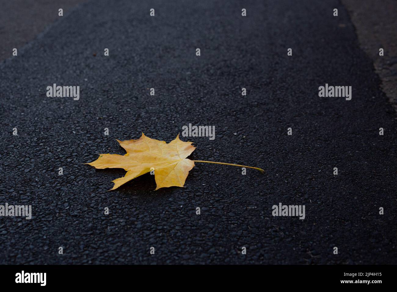 foglie autunnali sfondo. foglia gialla autunnale solitaria sulla strada. una foglia gialla autunnale sulla pista. Foto Stock
