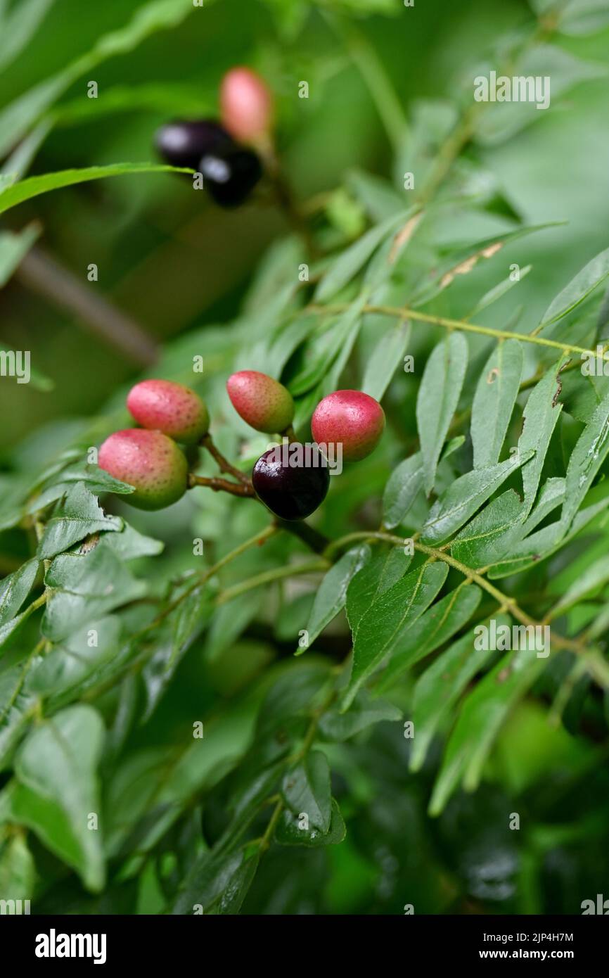 closeup il mazzo nero rosso curry albero frutta con foglie e pianta nella foresta morbido fuoco naturale verde sfondo marrone. Foto Stock