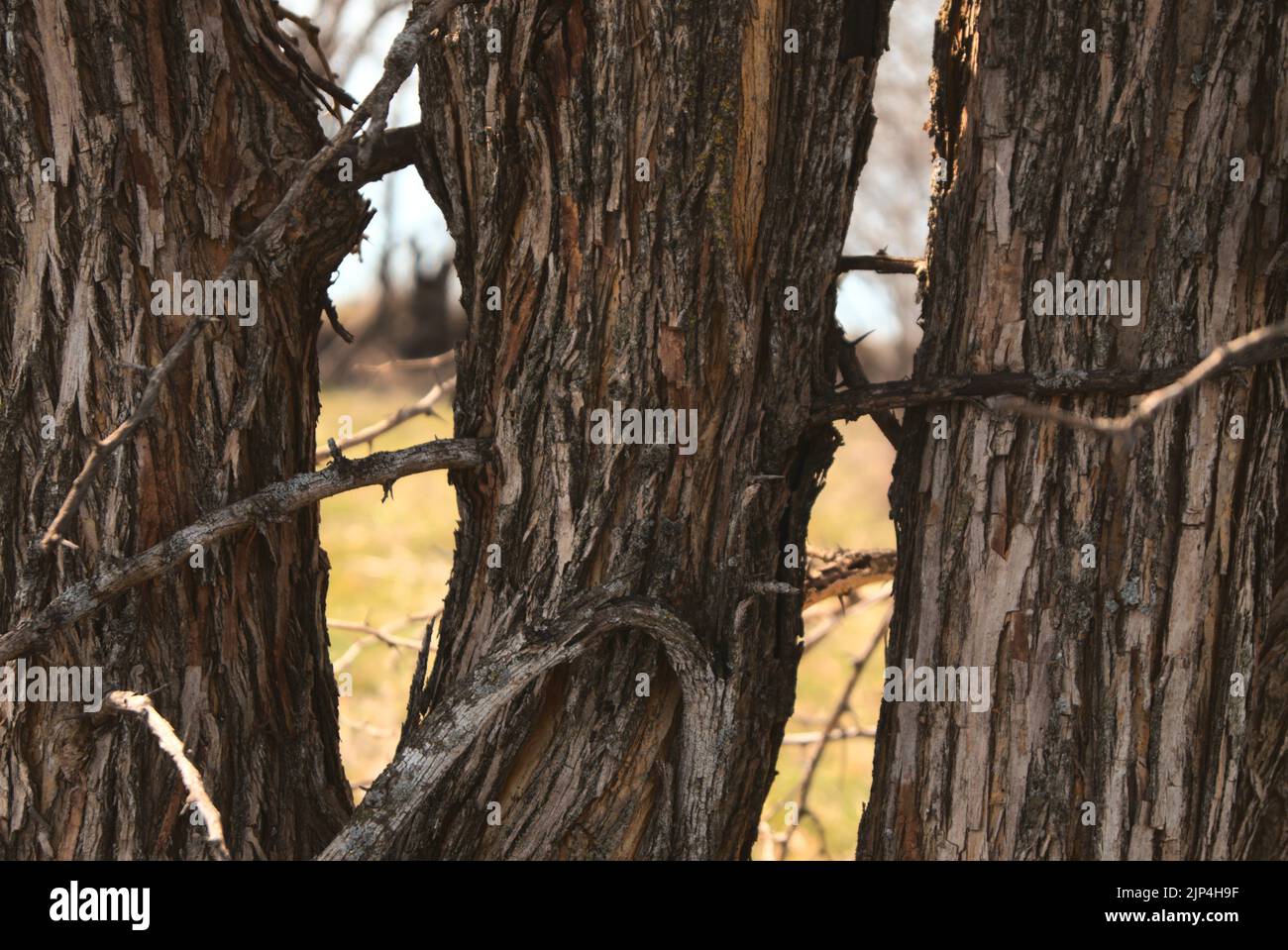 Un primo piano di tre vecchi tronchi di alberi con rami spinti che crescono attraverso e intorno a loro in una foresta soleggiata Foto Stock