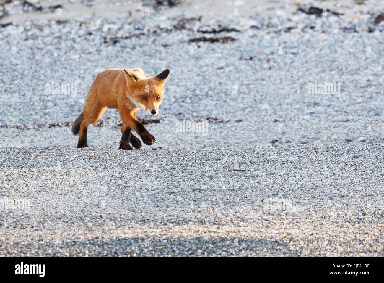 Una volpe rossa (Vulpes vulpes) in cerca di cibo su un terreno sabbioso Foto Stock