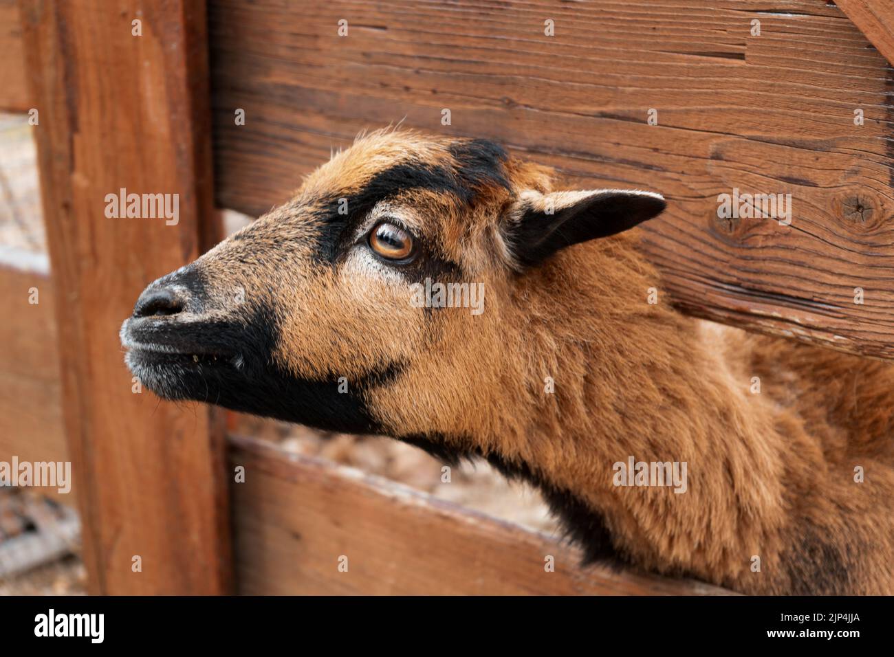 Un primo piano della testa di pecora nana dell'Africa occidentale dietro la recinzione di legno nella fattoria Foto Stock