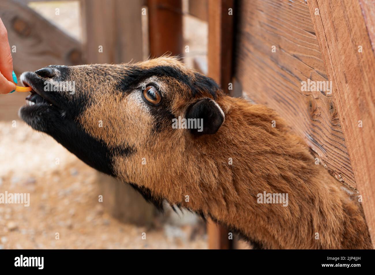 Una mano umana che dà bocconcino di cibo alle pecore nane dell'Africa occidentale dietro la recinzione dello zoo Foto Stock