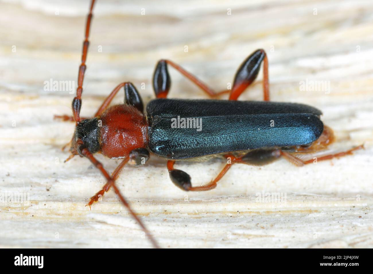 Tanbark Borer - Violet Tanbark Beetle (Phymatodes testaceus) - forma viola - Bark e insetto boratore di legno. Foto Stock