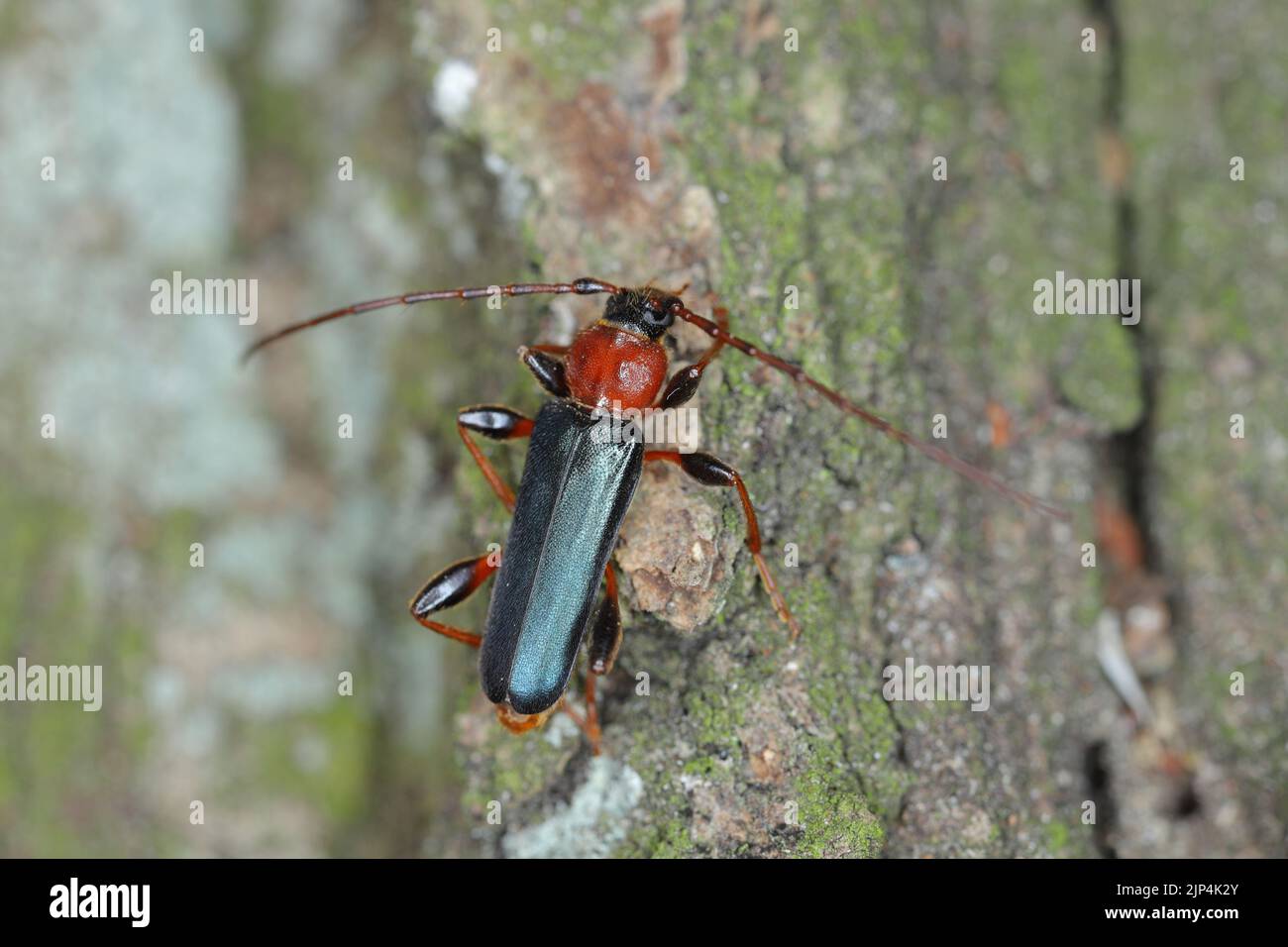 Tanbark Borer - Violet Tanbark Beetle (Phymatodes testaceus) - forma viola - Bark e insetto boratore di legno. Foto Stock