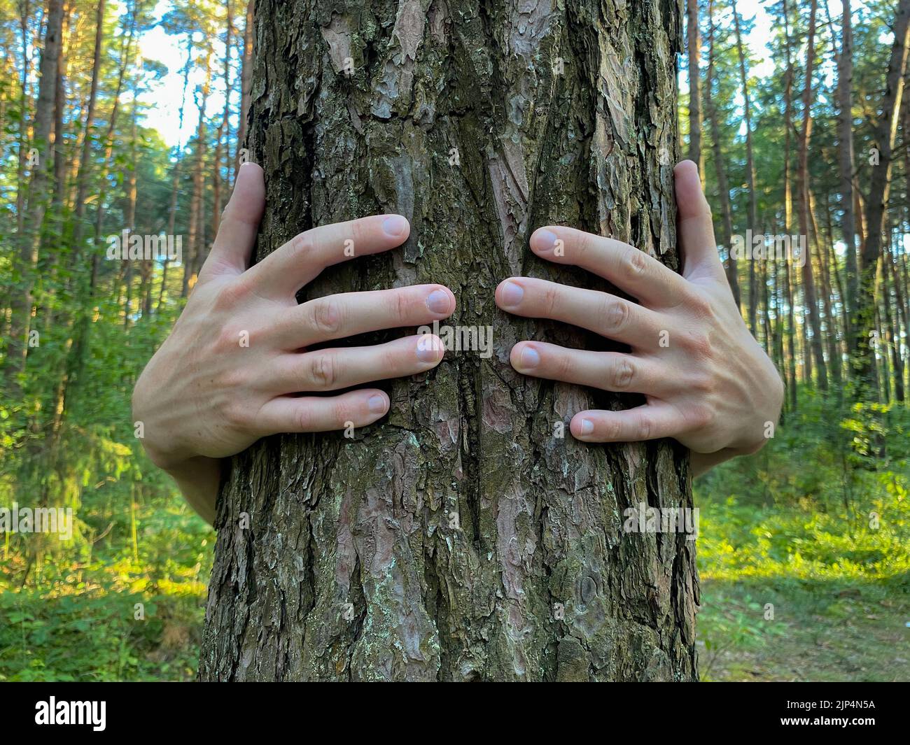 Persona abbraccia un albero. Le mani abbracciano il tronco di un albero, fuoco selettivo. Concetto di attitudine attenta alla natura, protezione dell'ambiente Foto Stock