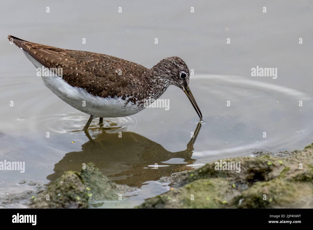 Sandpiper verde, (Tringa ocropus) Foto Stock