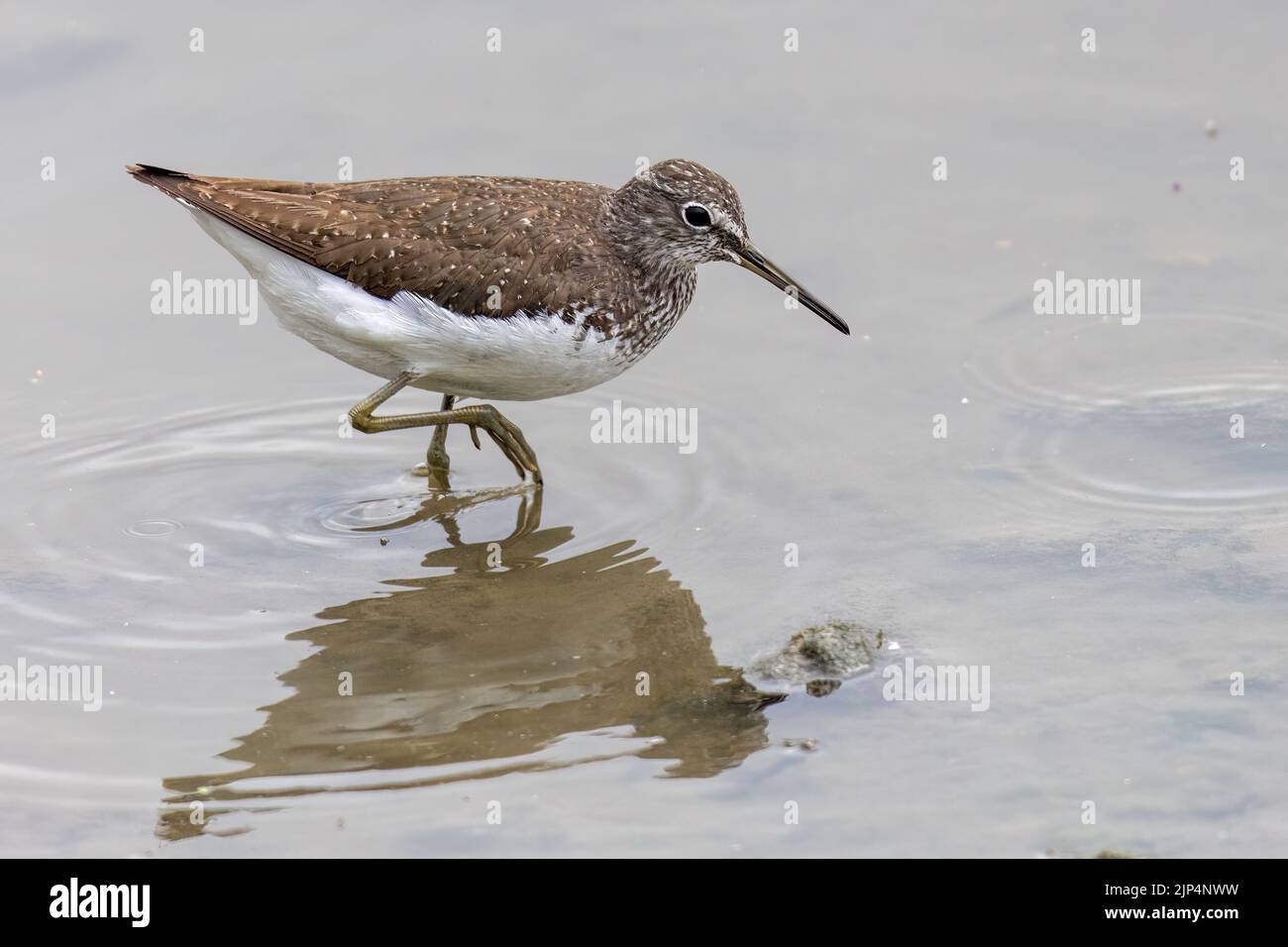 Sandpiper verde, (Tringa ocropus) Foto Stock