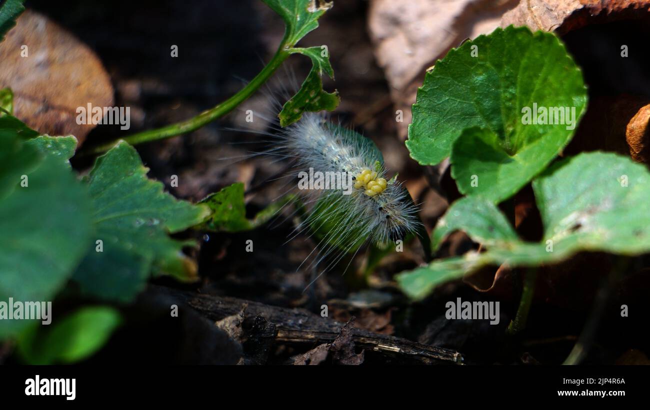 Un bruco di verme naturale autunnale (Hyphantria cunea) con larve di vespa parassite Foto Stock