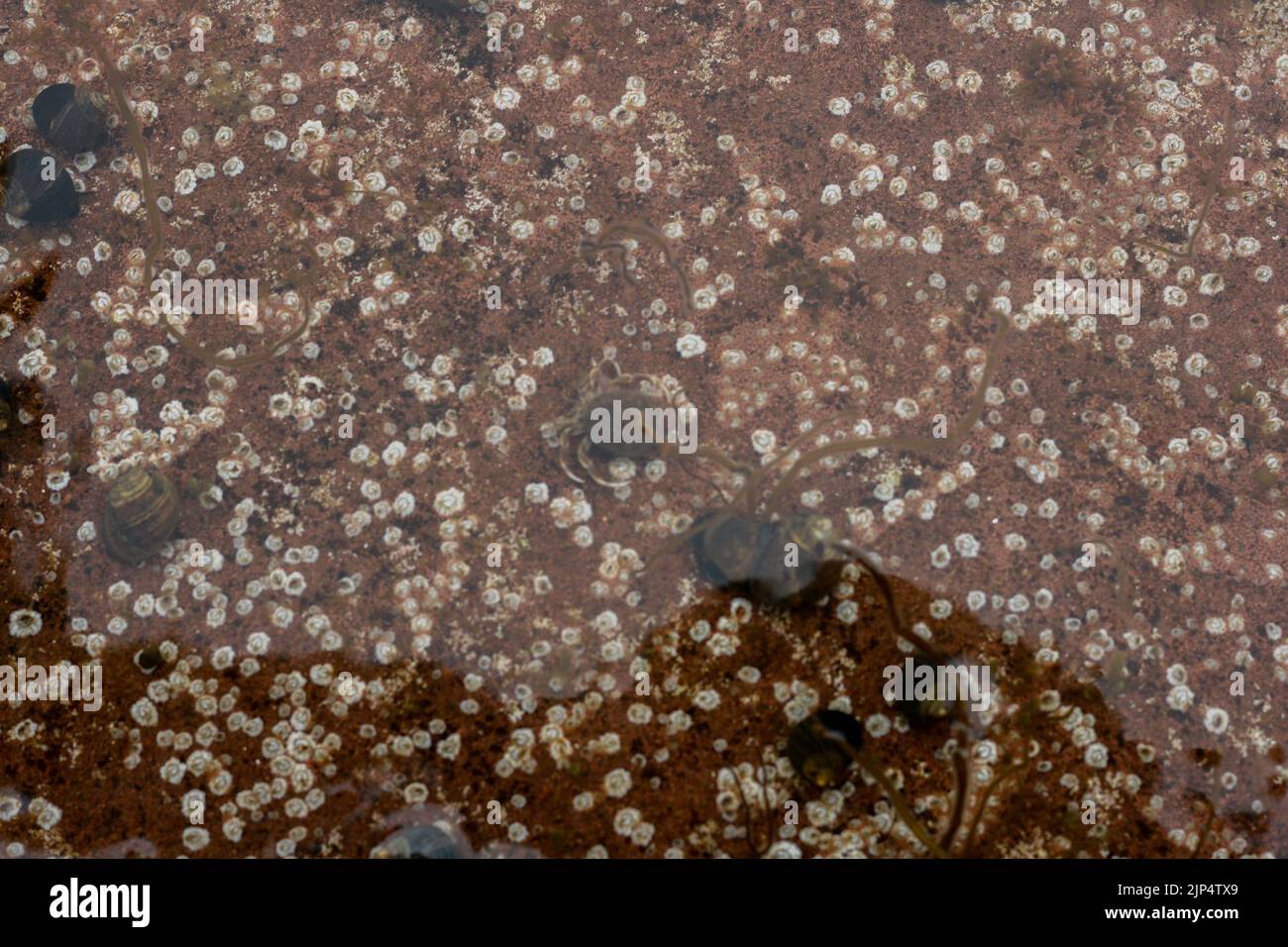 fondale marino dell'oceano, abitanti marini - lumache d'acqua, granchio eremita, barnacolo. sfondo naturale. Canada Foto Stock