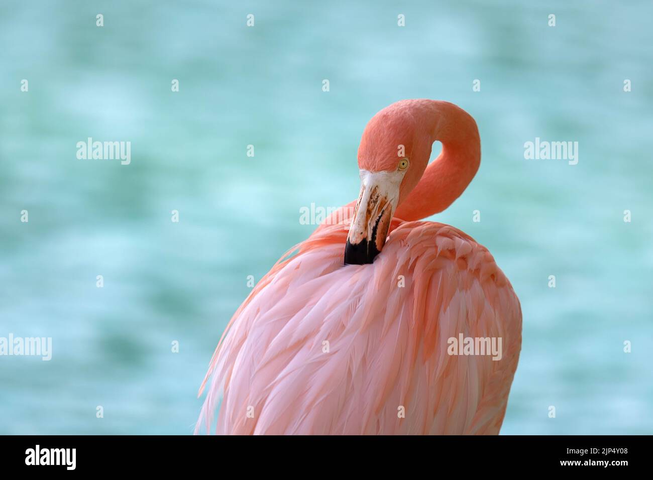 Un fenicottero rosa che si prende cura delle sue piume su uno sfondo di acqua azzurro, un primo piano Foto Stock