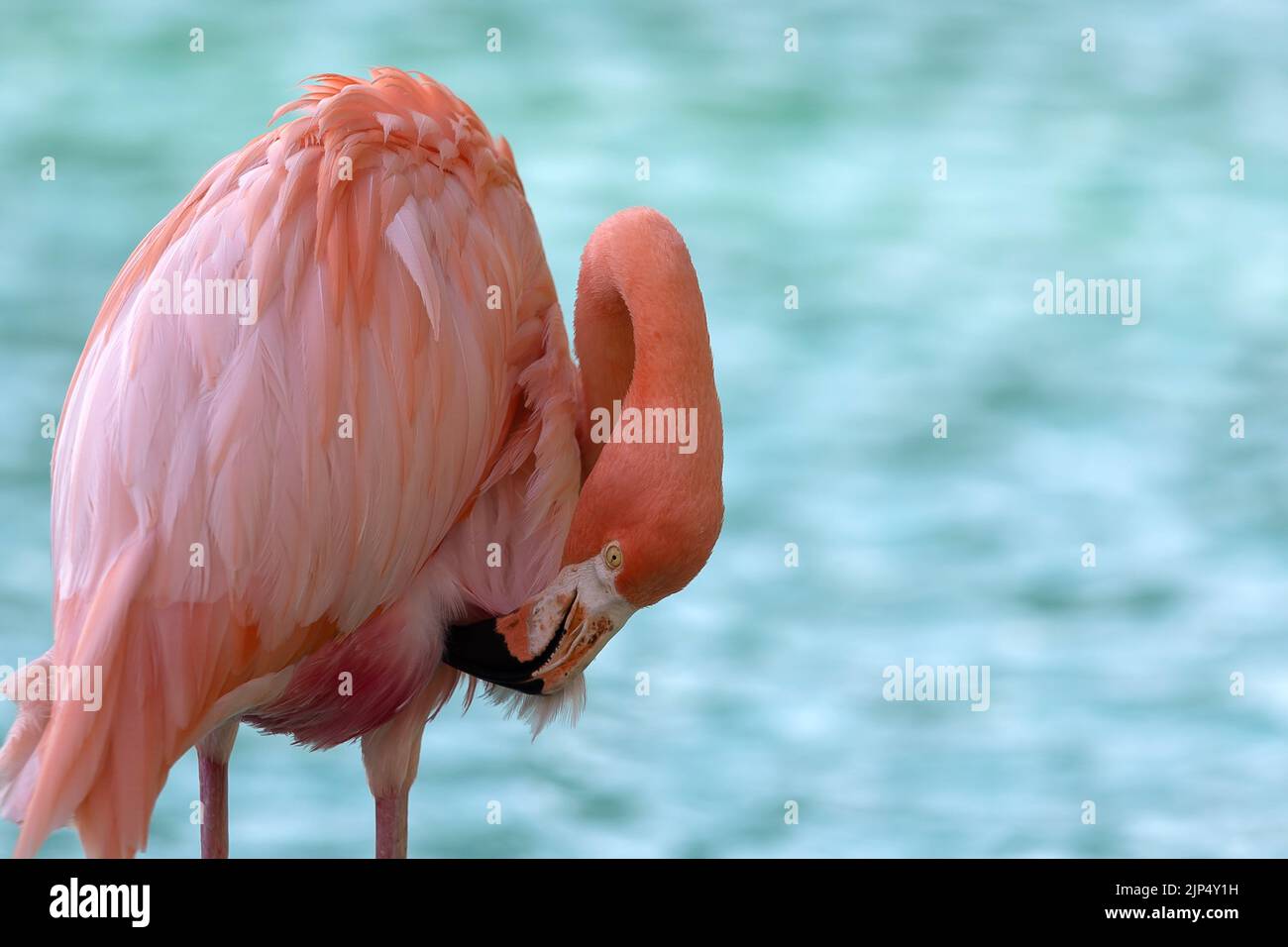 Un fenicottero rosa che si prende cura delle sue piume su uno sfondo di acqua azzurro, un primo piano Foto Stock