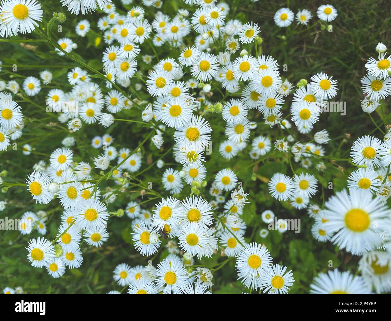 Fiori bianchi Erigeron Annuus nel prato, fuoco selettivo. Fiori botanici Foto Stock