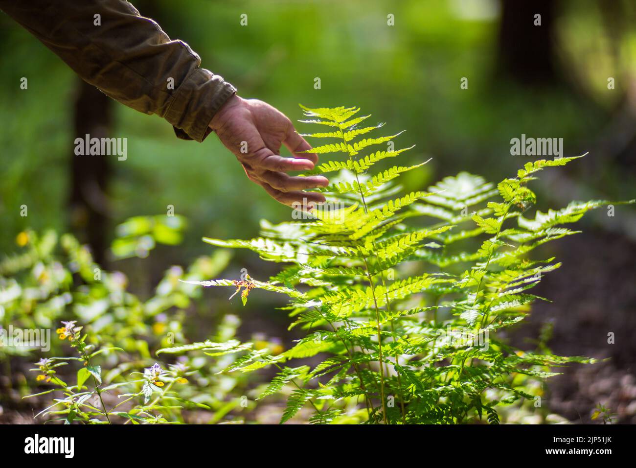 La mano di un uomo tocca una felce nella foresta. Rispetto dell'ambiente. L'ecologia il concetto di salvare il mondo e di amare la natura da parte dell'uomo Foto Stock