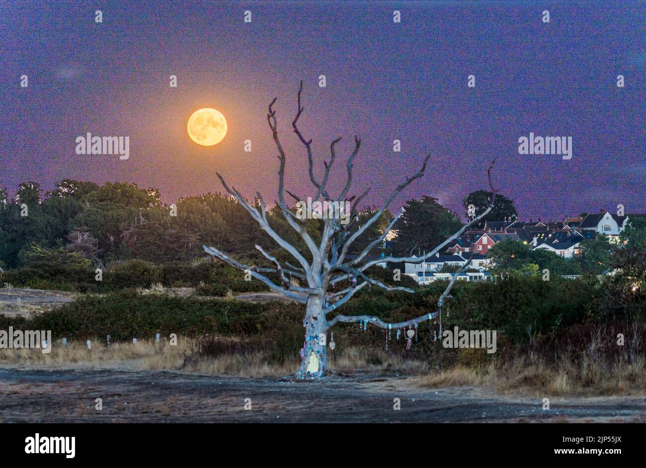 Luna piena, luna di storione, che sorge sopra l'albero delle fate di Sant'Elena, Foto Stock