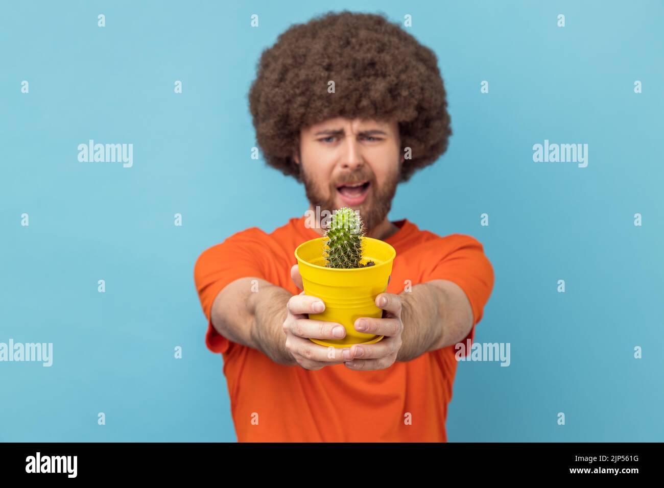 Ritratto dell'uomo con acconciatura afro che indossa una T-shirt arancione che sorregge il vaso di fiori gialli e il cactus, guardando la fotocamera con il volto accigliato. Studio in interni isolato su sfondo blu. Foto Stock