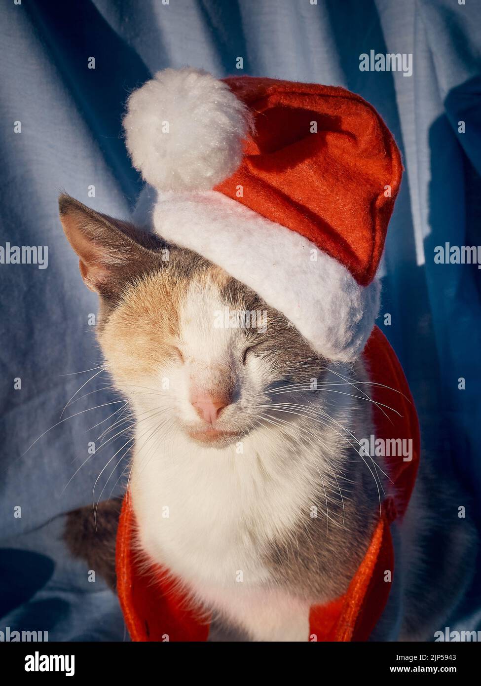 Gatto riposante che indossa un cappello di Natale di Babbo Natale Foto Stock