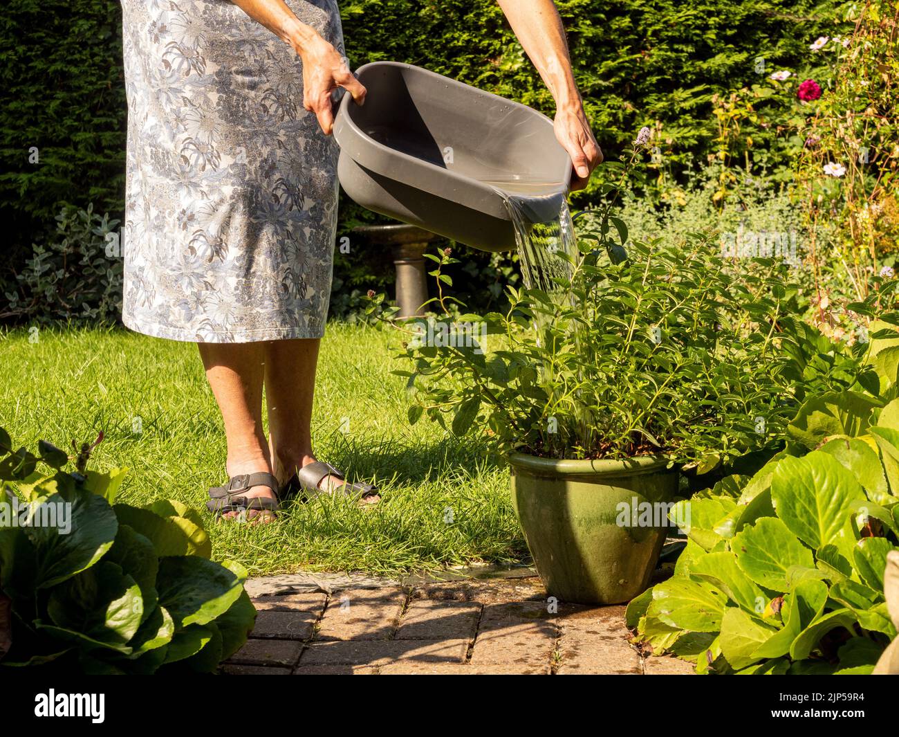 Innaffiamento contenitore coltivato pianta su un patio con una vasca di lavaggio di acqua riciclata (conosciuta come acqua grigia) a causa del divieto di tubo di hosepipe in alcune aree del Regno Unito. Foto Stock