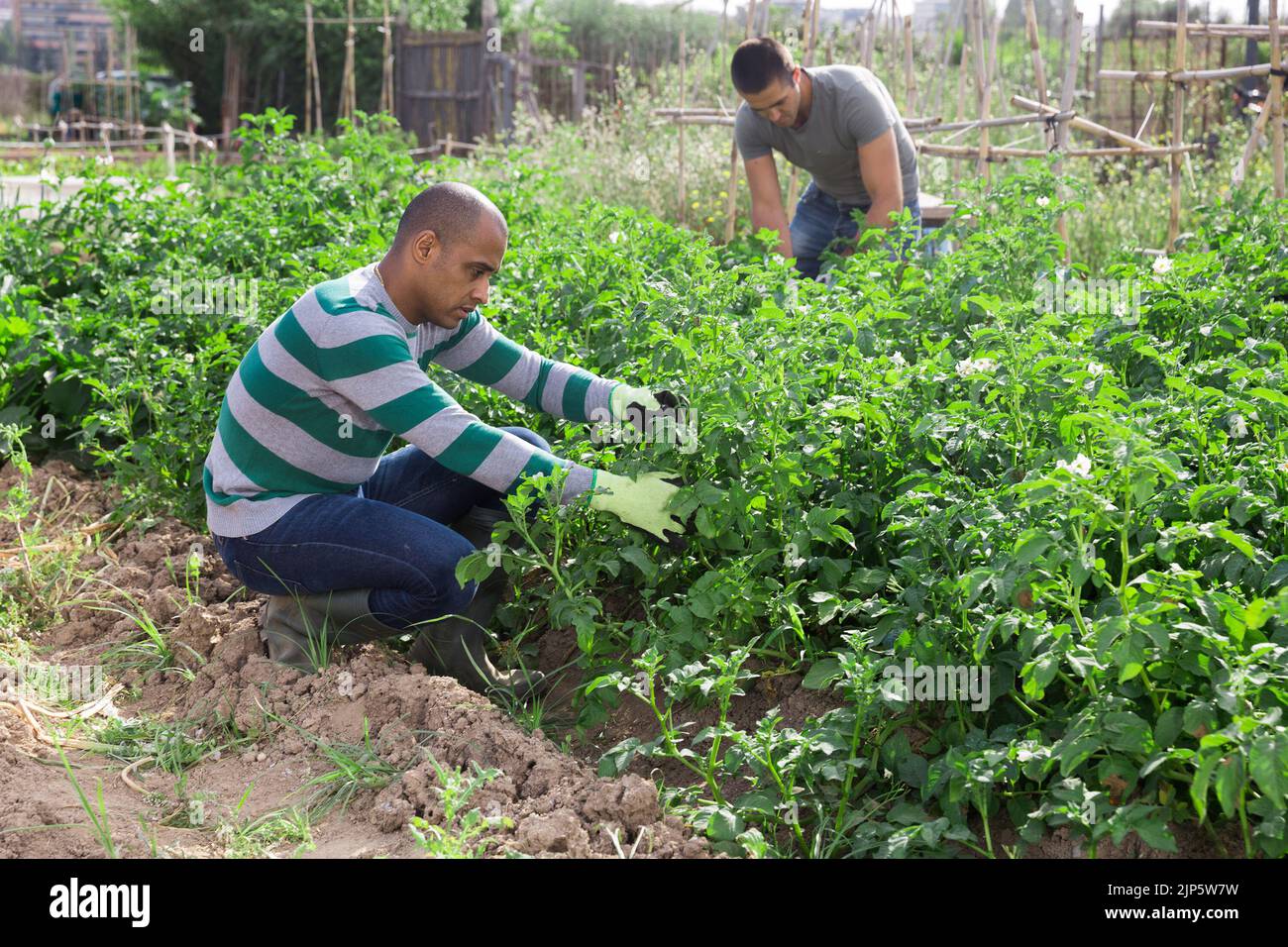 Giovane uomo pakistano giardiniere durante il lavoro con cespugli di patate Foto Stock