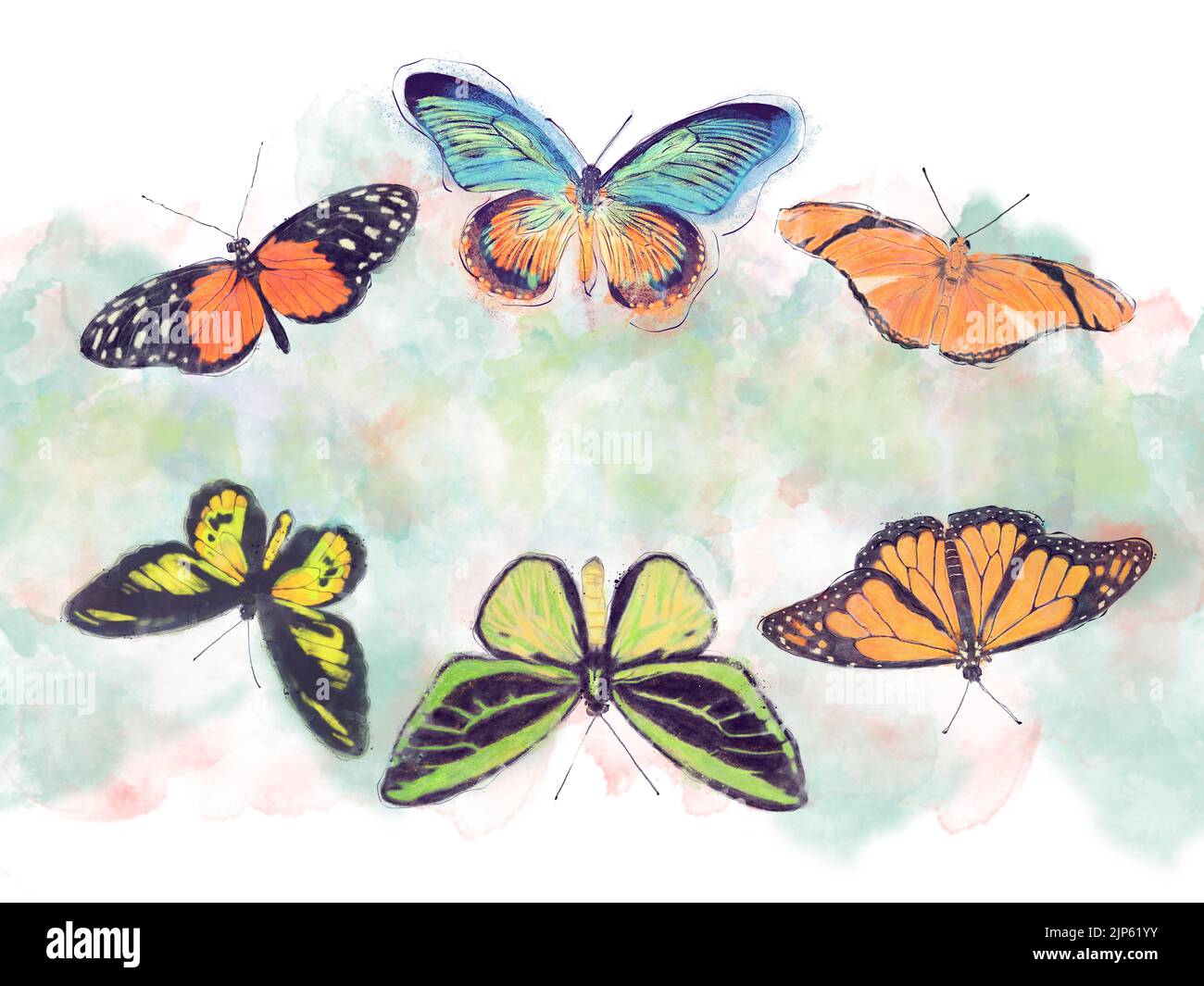 Acquerello immagine delle farfalle tropicali per sfondo Foto Stock