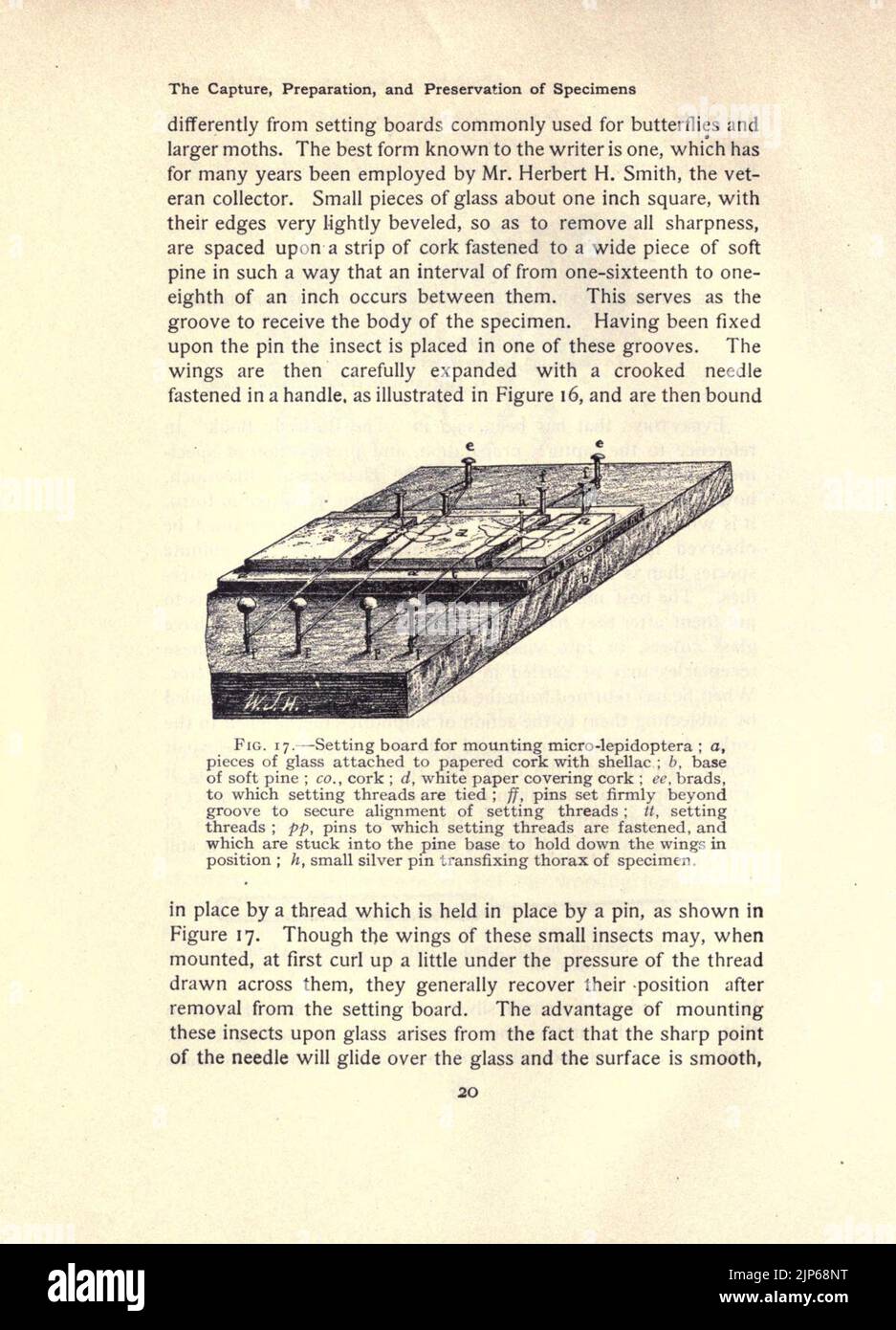 Il libro della falena (pagina 20, Fig. 17) Foto Stock
