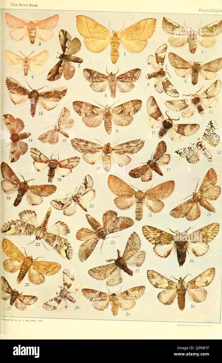 Il libro della Moth Foto Stock