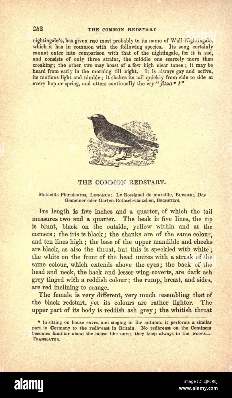 La storia naturale degli uccelli gabbia (pagina 252) Foto Stock