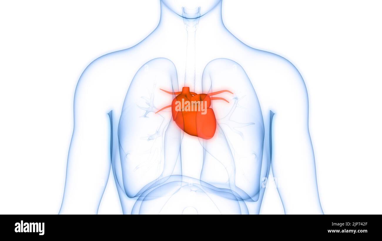 Umano Sistema circolatorio Anatomia cardiaca Foto Stock