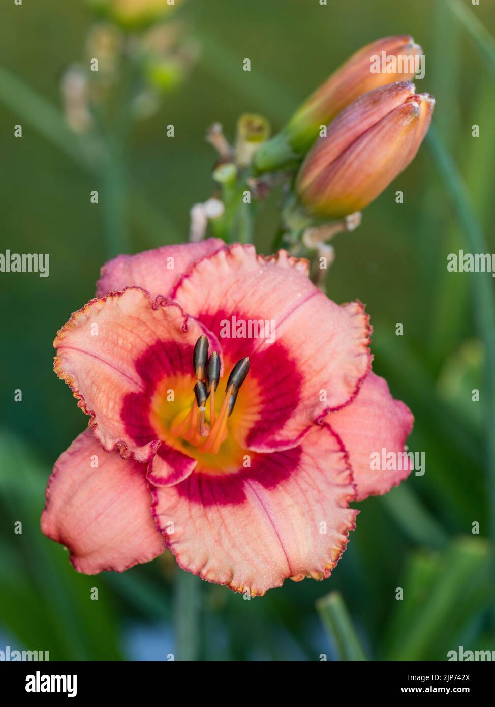 'Sdelle fragole Candy Daylily, Daglilja (Hemerocallis) Foto Stock