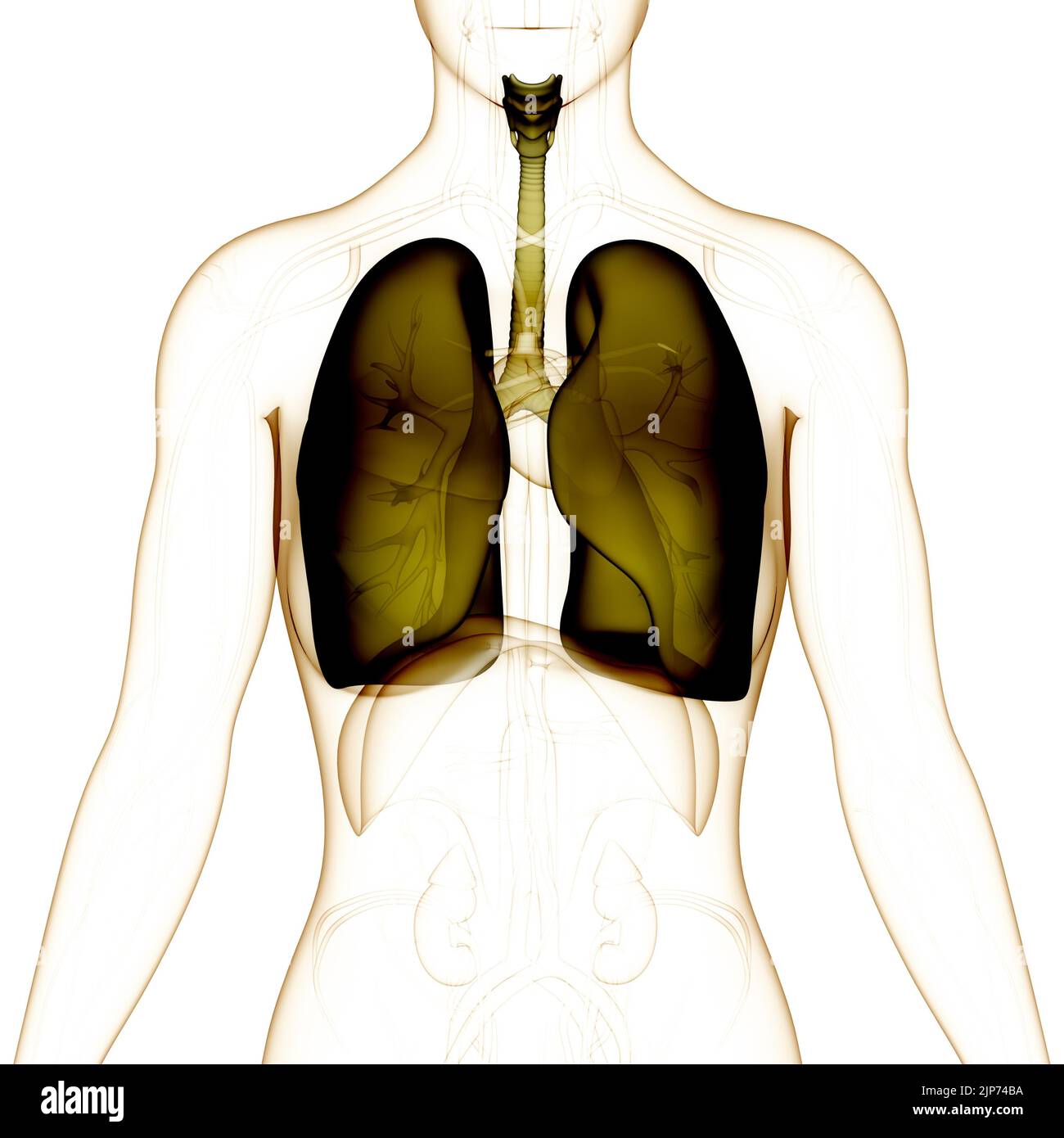 Umano Sistema respiratorio polmoni anatomia Foto Stock