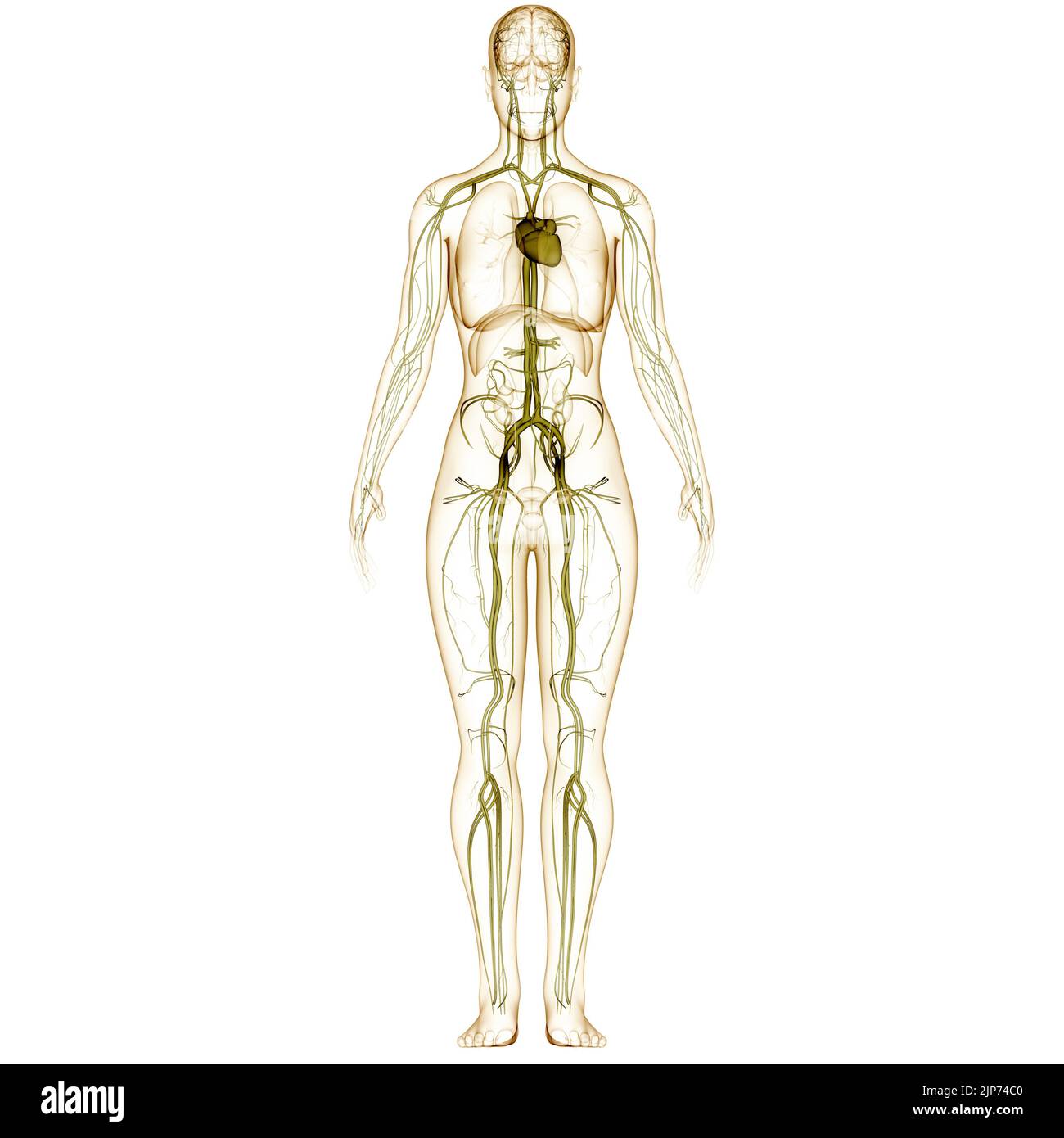 Umano Sistema circolatorio Anatomia cardiaca Foto Stock