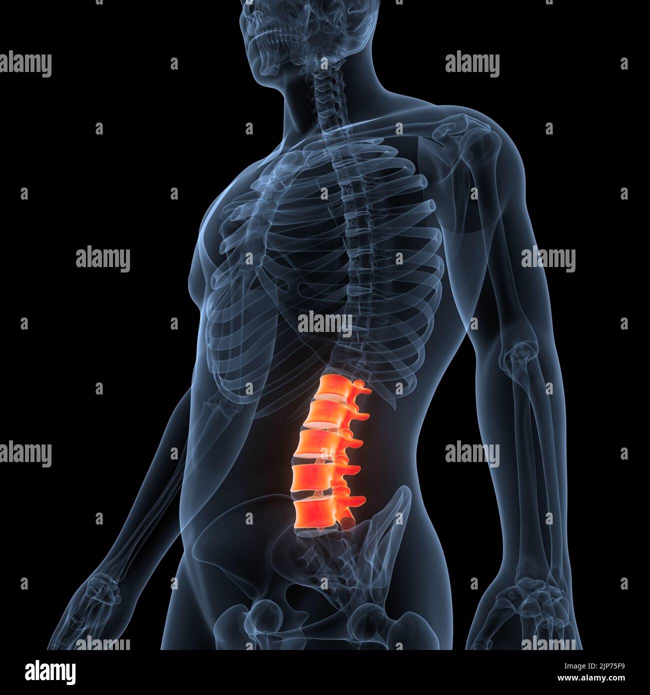 Colonna vertebrale del midollo spinale vertebre lombare dell'anatomia del sistema scheletrico umano Foto Stock