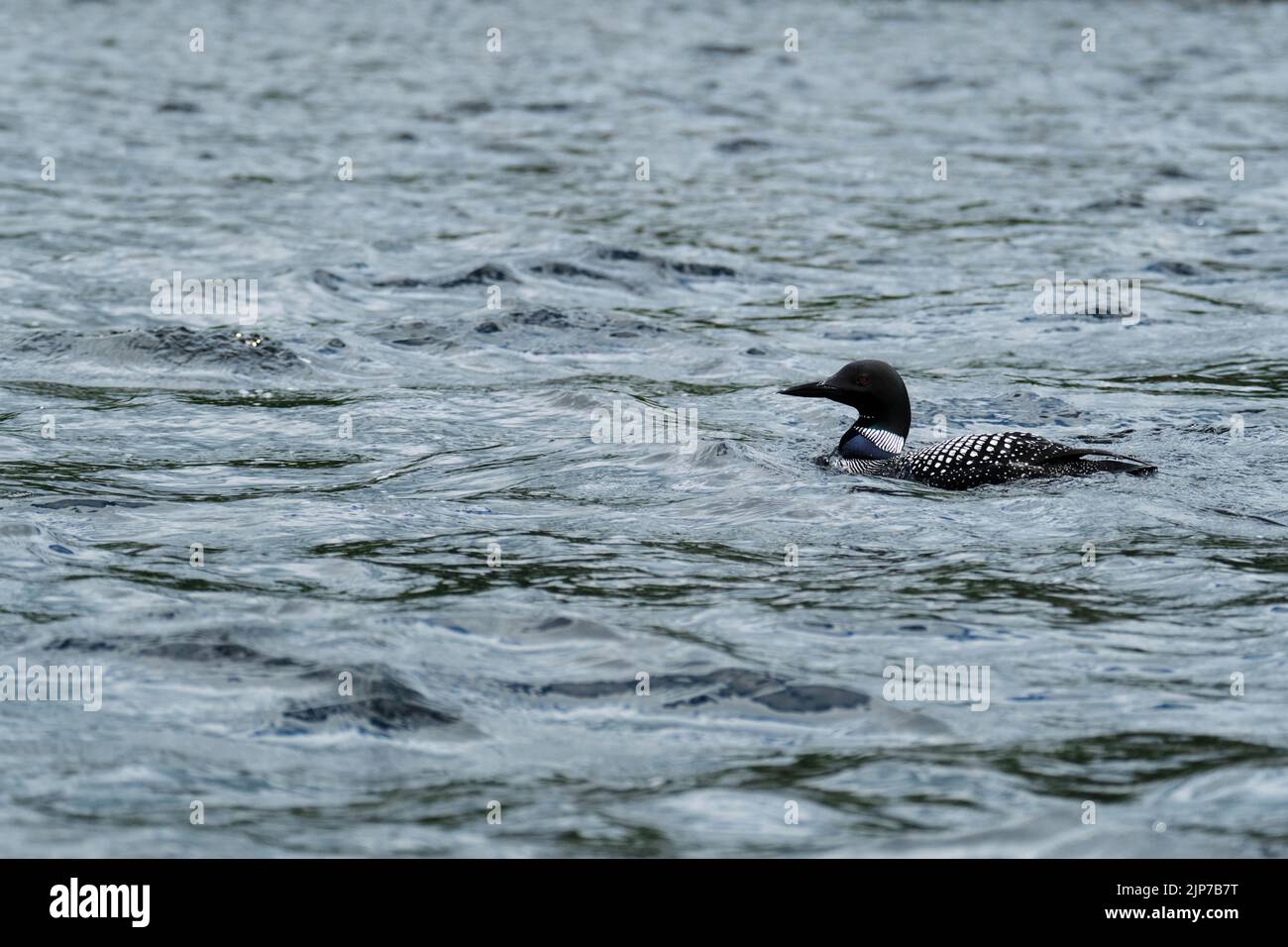 Un loon comune (Gavia immer) in allevamento piumaggio nuoto su un lago nel Parco Provinciale di Algonquin. Foto Stock