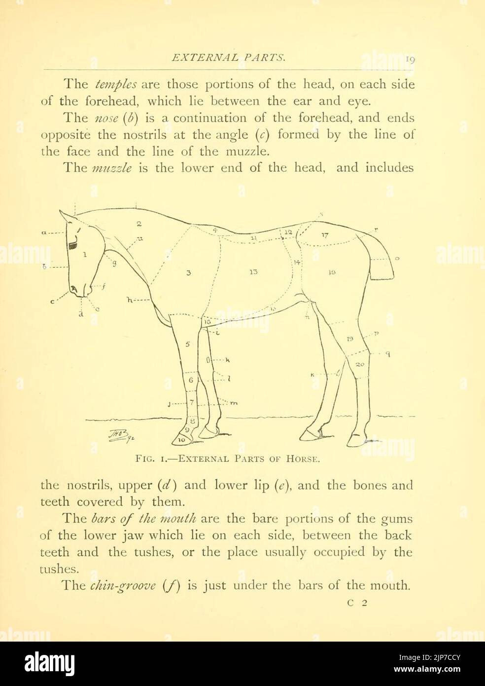 I punti del cavallo (pagina 19) Foto Stock
