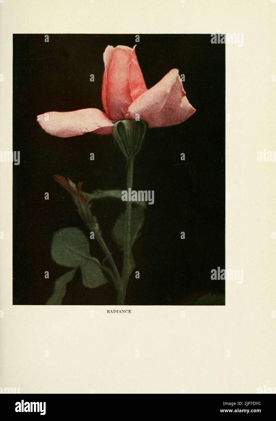 Il libro pratico di rosa all'aperto Crescere per il giardino di casa (6309175710) Foto Stock