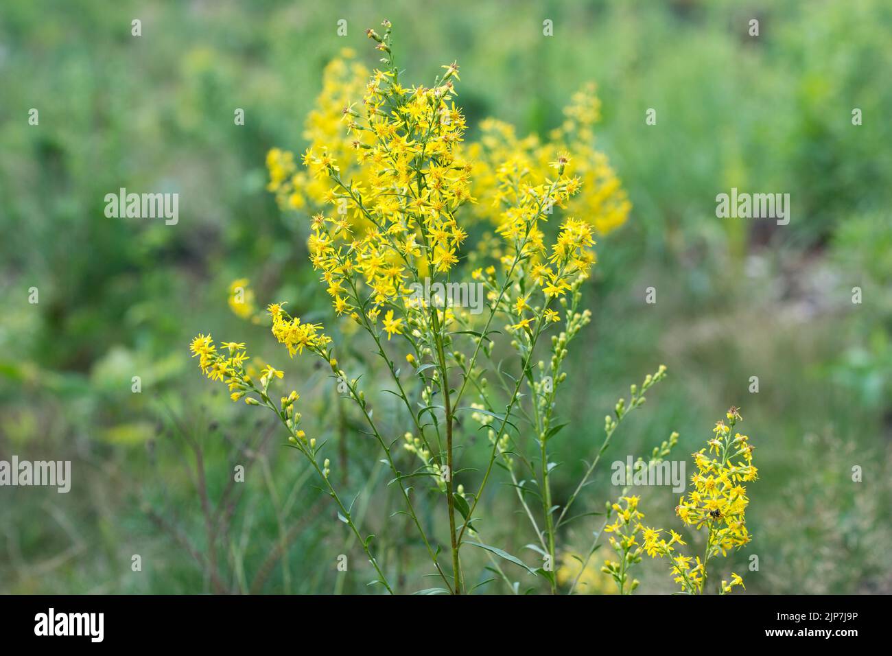 Solidago virgaurea, fiore giallo oro europeo closeup selettivo fuoco Foto Stock