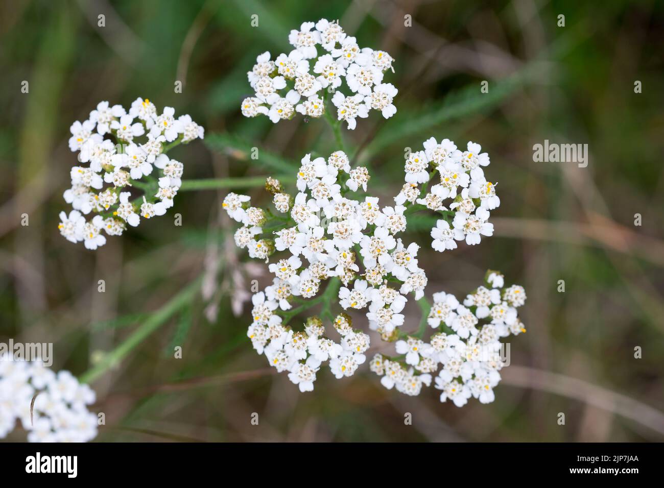 Achillea millefolio, yarrow comune bianco fiori closeup selettivo fuoco Foto Stock