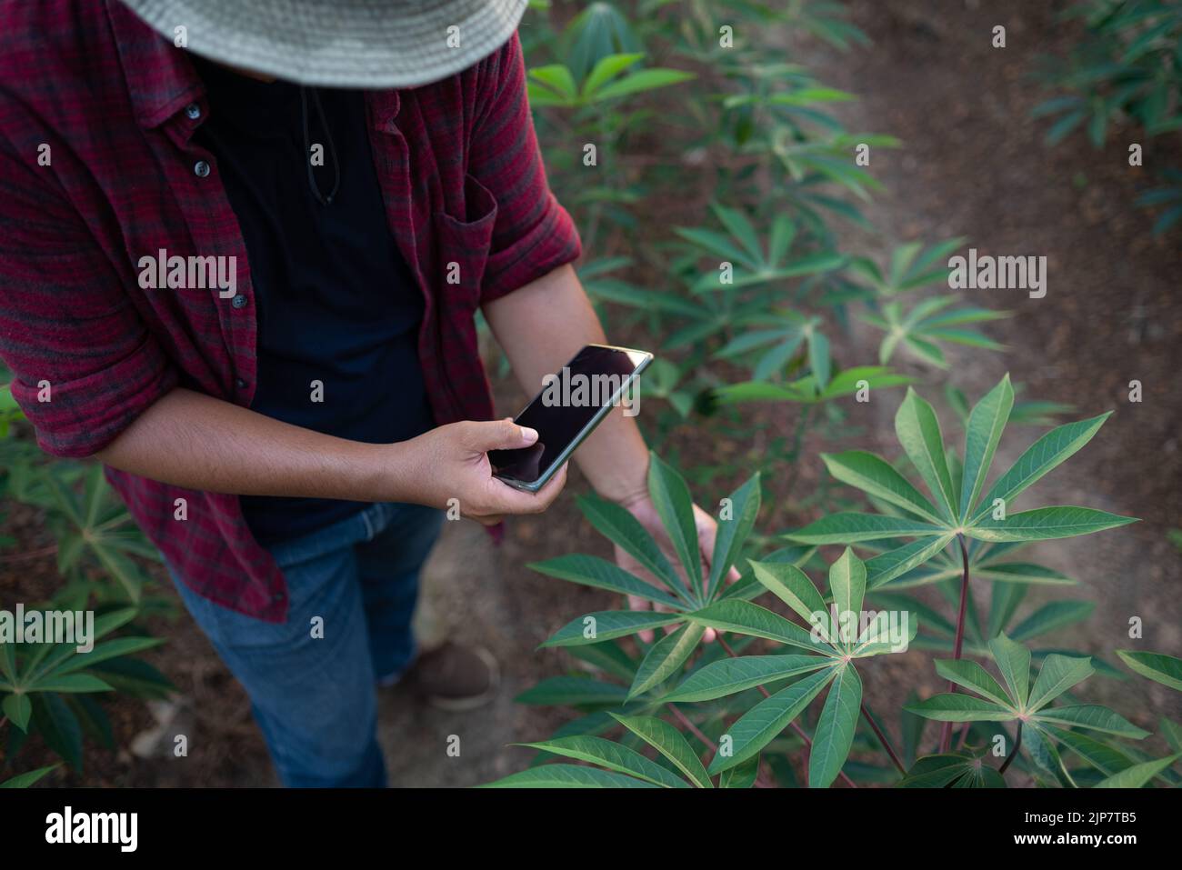 Utilizzare lo smartphone per scattare foto delle foglie di manioca. Foto Stock