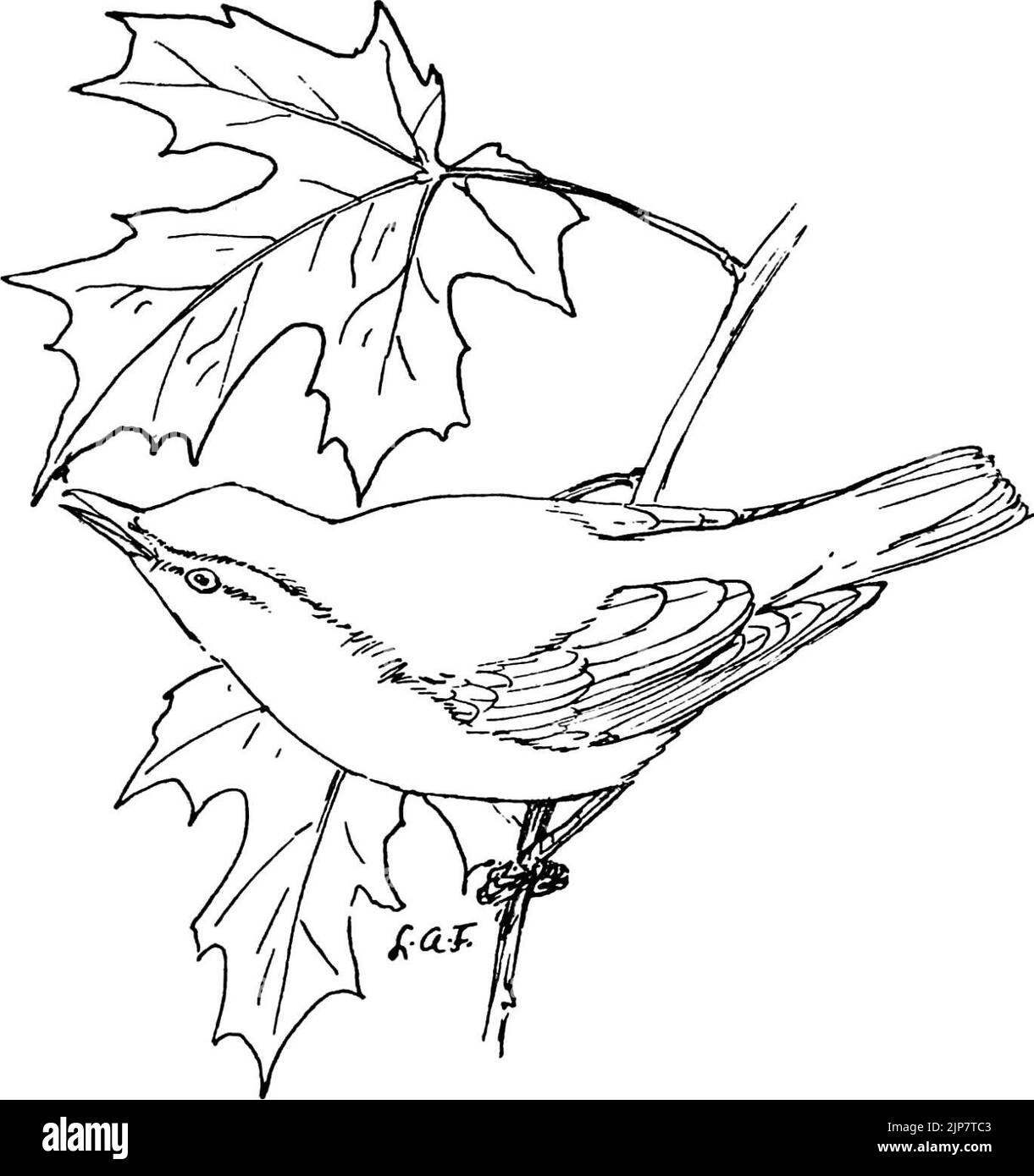 Il Vireo-MBS 58 dagli occhi rossi Foto Stock