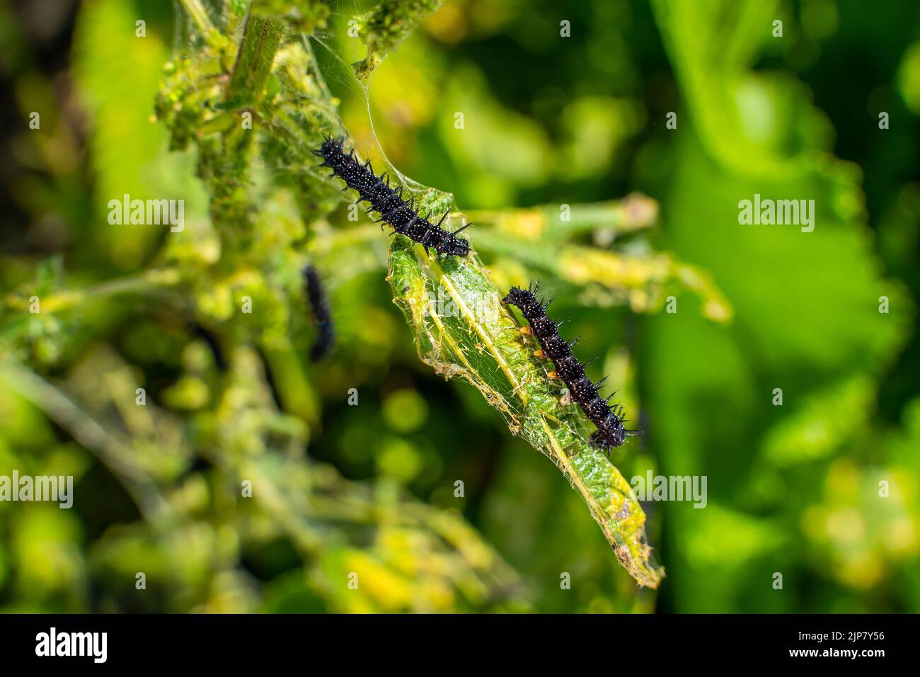 bruco nero di una farfalla di pavone su un primo piano di ortica. Un bruco nero con punte e puntini bianchi mangia le foglie della ortica pungente Foto Stock