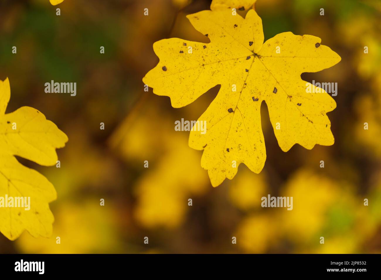 foglia di acero giallo autunnalmente raffinata di fronte al pavimento della foresta fuzzy Foto Stock