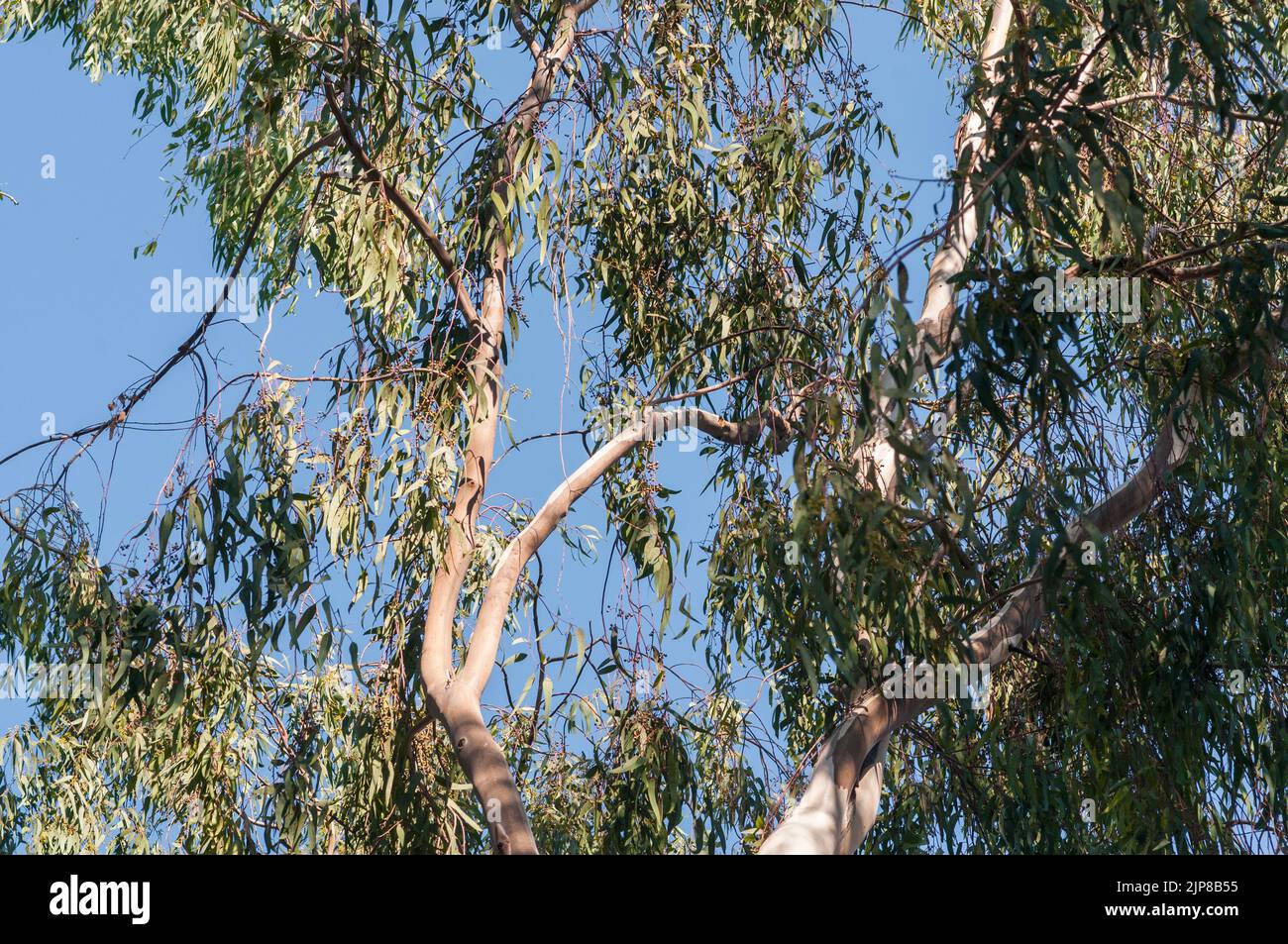 Una copia di alberi di eucalipto fotografati nelle alture del Golan, Israele in agosto Foto Stock